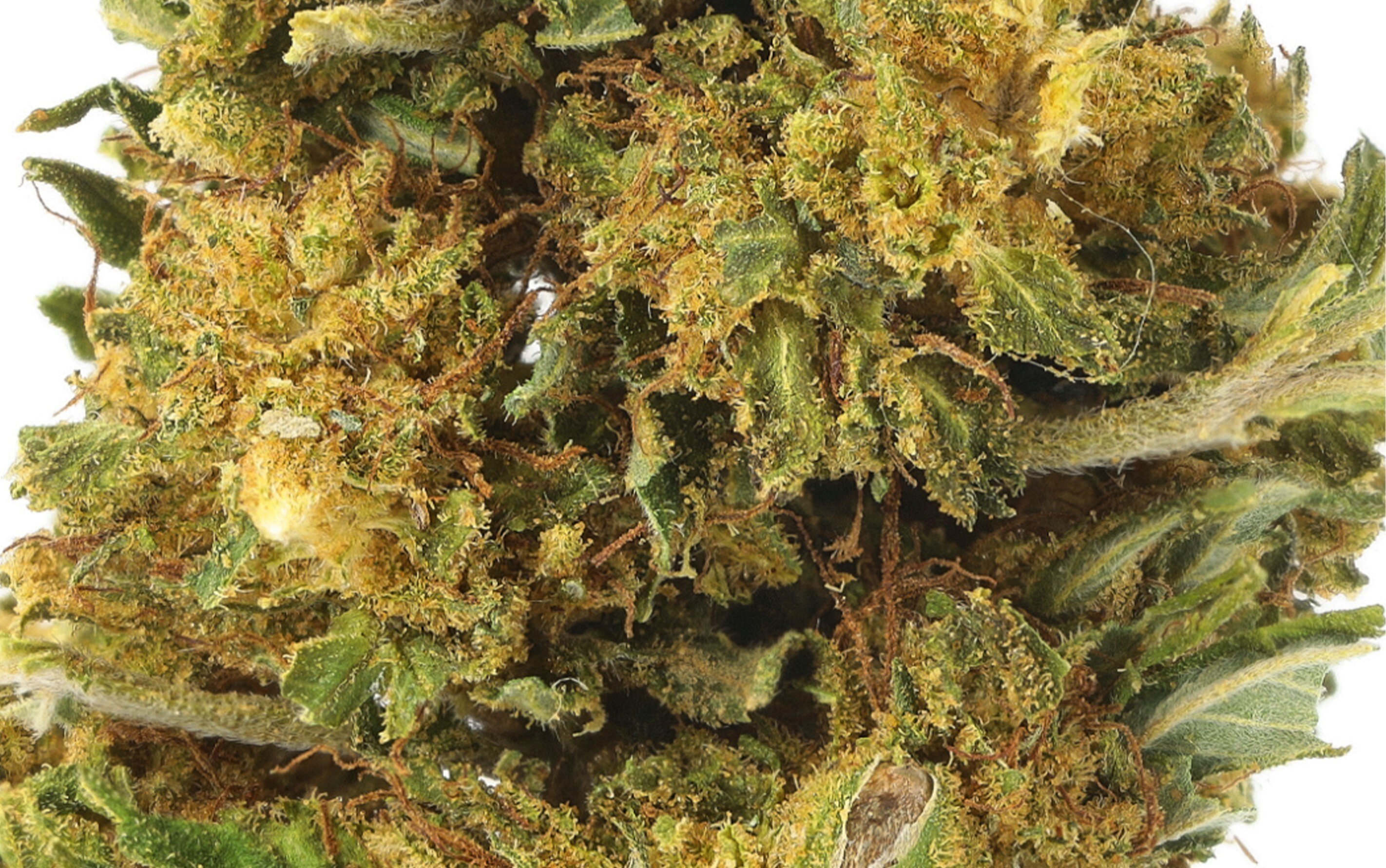 NorthWest – Fleurs CBD