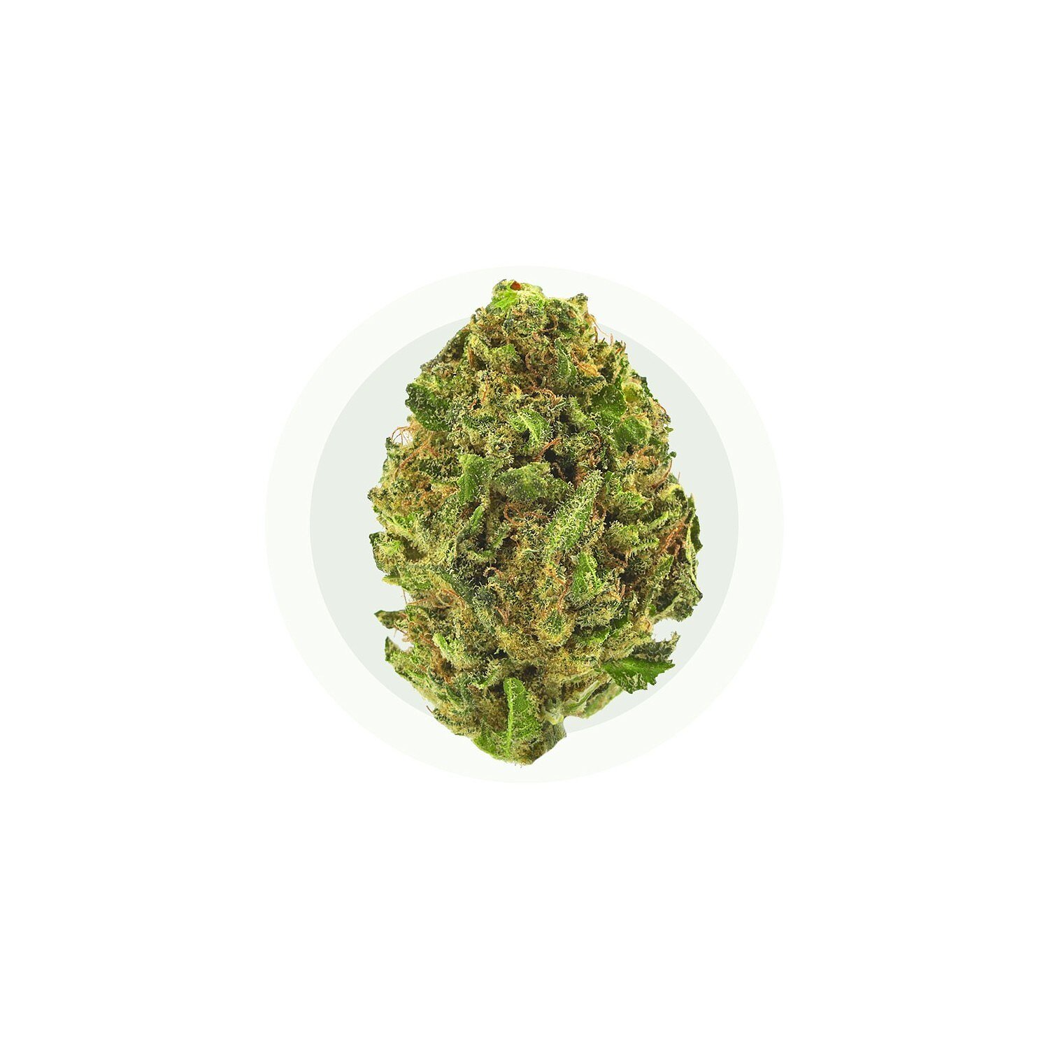 Lemon Chill Pienet silmut - CBD-kukat