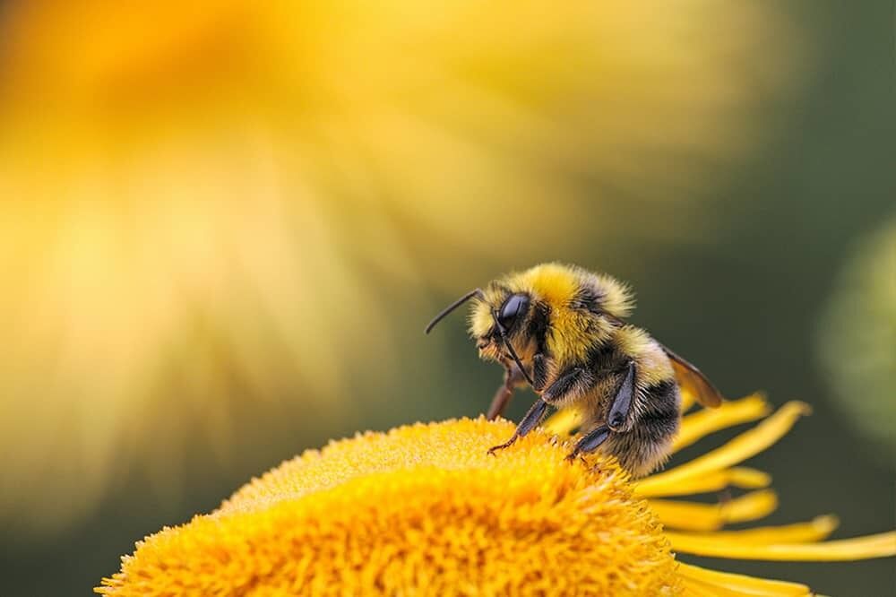 Insolite : le CBD au secours de nos abeilles ? Les bienfaits du chanvre pour ces insectes.