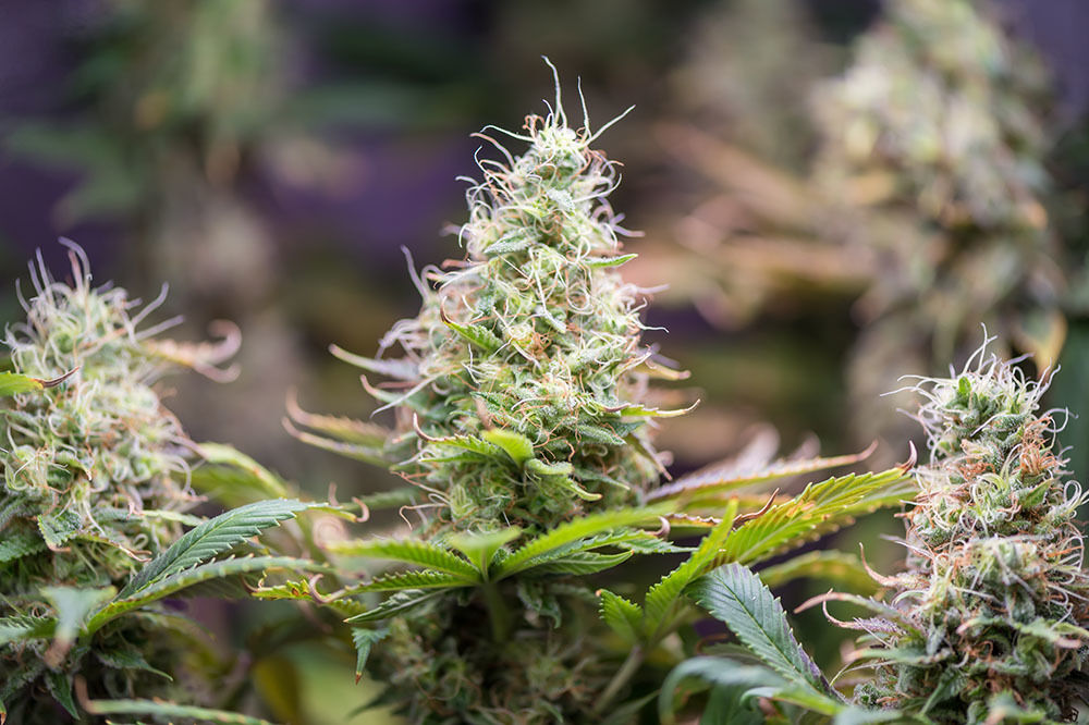 Que faire des fleurs de CBD ? Comment les choisir et les consommer ?