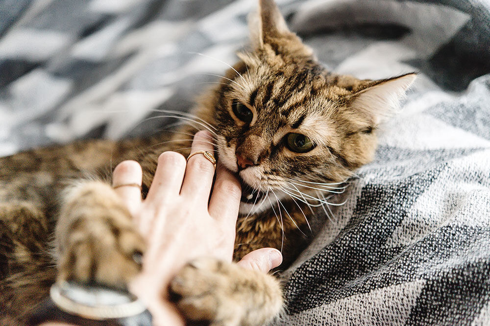 CBD pour chat agressif : utilité du cannabidiol