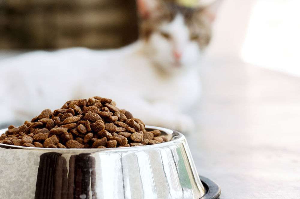 Croquette au CBD pour chat | The Greenstore