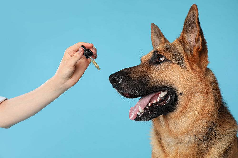 CBD pour chien agressif : efficacité du cannabidiol