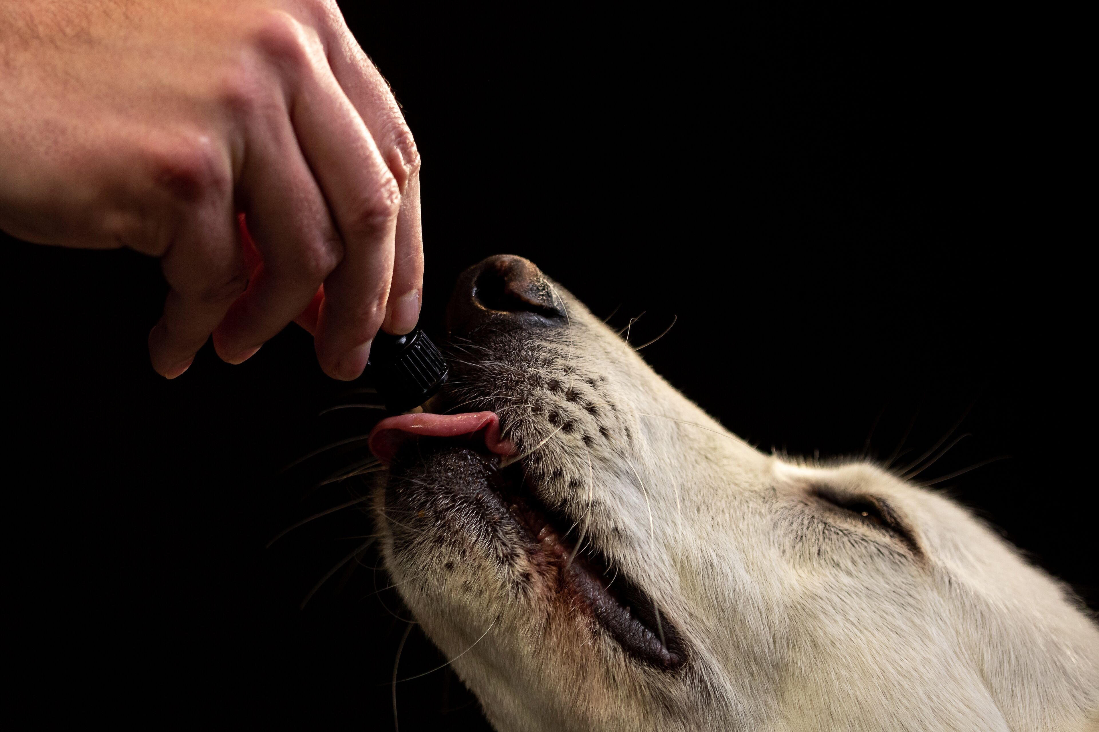 Huile de CBD pour chien anxieux