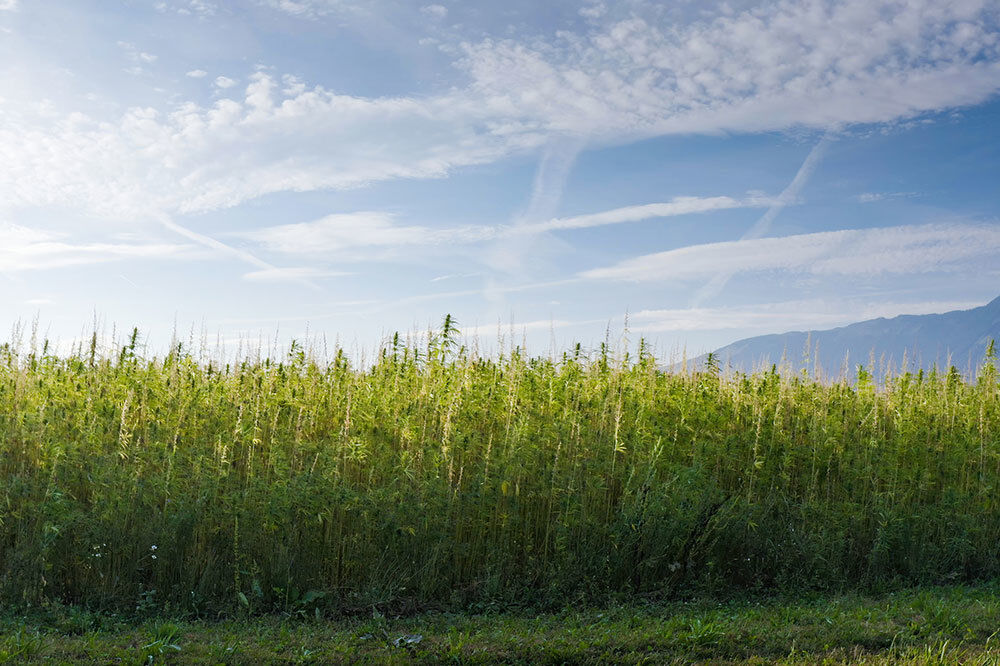 Les bienfaits du chanvre pour l'environnement