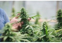 Culture Greenhouse CBD : les avantages