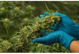 Les avantages de la culture Indoor CBD