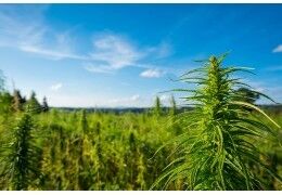 Avantages de la culture Outdoor CBD : guide complet