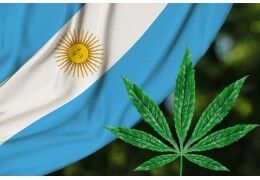 Ouverture de la première réserve de cannabis en Argentine