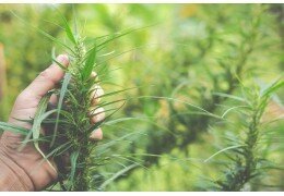 CBD : attention aux produits contenant des substances dangereuses