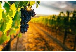 Le chanvre : nouveau couvert végétal dans les vignes