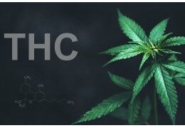 Comment arrêter la consommation de THC ? Nos conseils