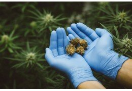Comment acheter du CBD pas cher ?