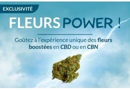 Fleurs CBD Power : une alternative efficace et sans danger