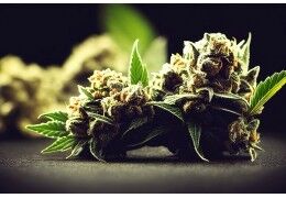 Guide des meilleures fleurs de CBD : notre top 5 en 2024