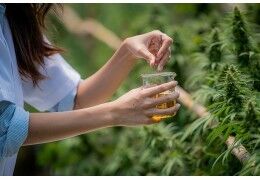 HPE : un nouveau cannabinoïde aux puissants effets ?