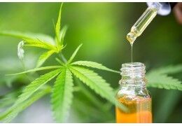 Italie : l'huile de CBD reclassée comme stupéfiant