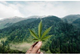 Verso una soglia dello 0,5% di THC per la canapa industriale?