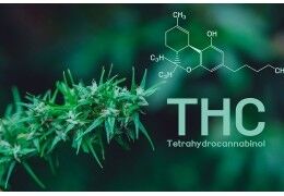 Pourquoi le THC est limité à 0,3 % dans le CBD ?