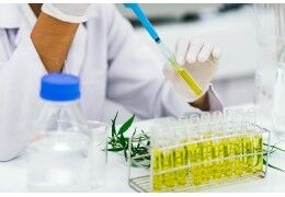 CBD dans une autre plante que le cannabis : découverte du Trema micranthum