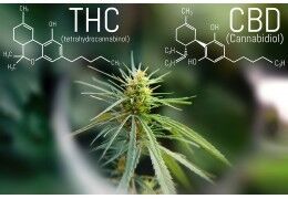 Quel CBD choisir pour arrêter de fumer du cannabis ?