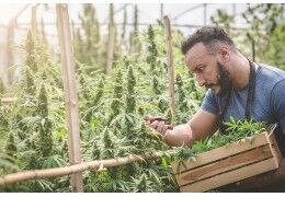 Première récolte de cannabis au Maroc : près de 300 tonnes récoltées