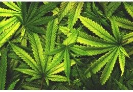 THC-V interdit : Quelles sont les conséquences de cette interdiction ?