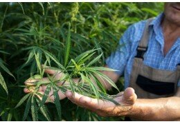 Turquia: a canábis medicinal vai ser autorizada em breve?